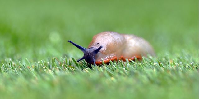 slug pellets banned in the uk