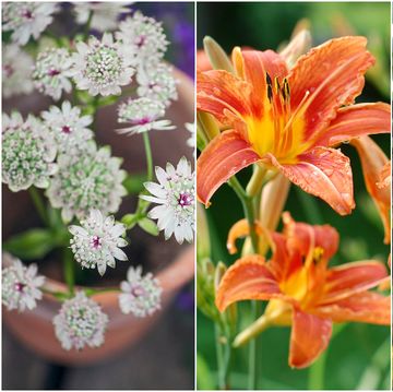 Flower, Flowering plant, Plant, Terrestrial plant, Petal, Botany, Lily, Organism, Houseplant, Adaptation, 