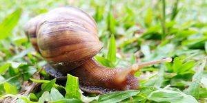 slugs and snails no longer pests