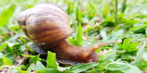 slugs and snails no longer pests