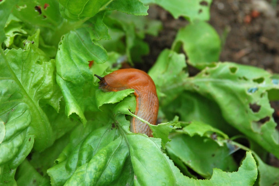 Snail on a leaf