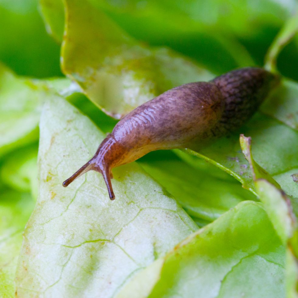 lettuce leaf with snail