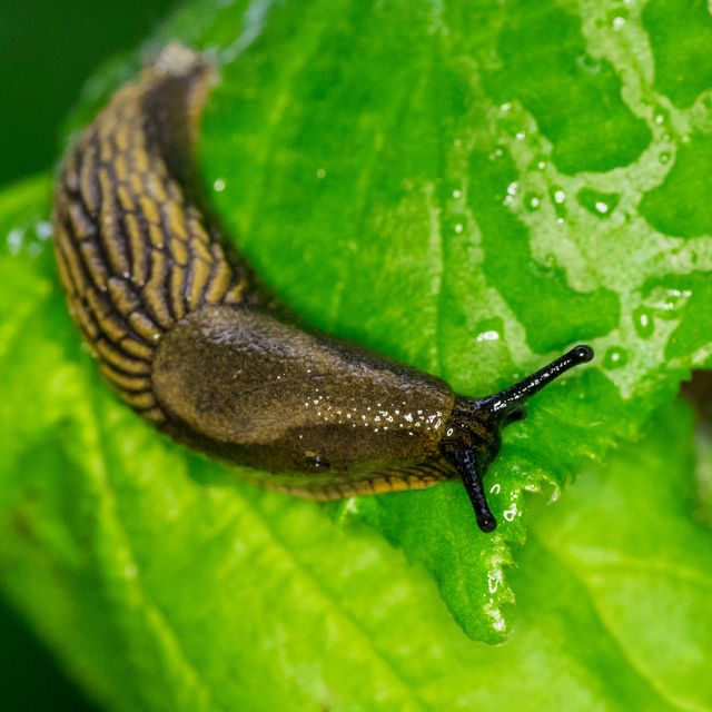 a snail on a leaf