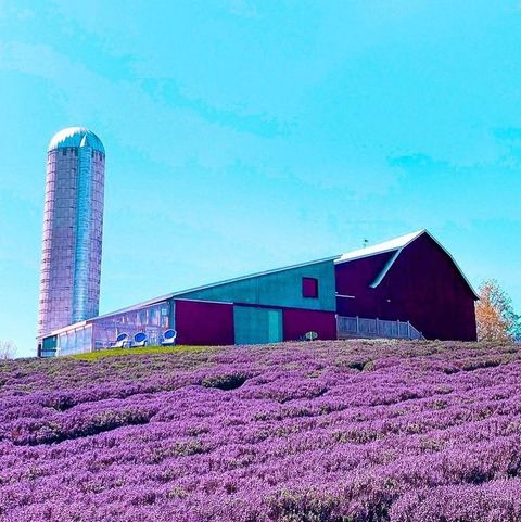 Lavender, Purple, Lavender, Flower, Violet, Farm, Plant, Field, English lavender, Barn, 