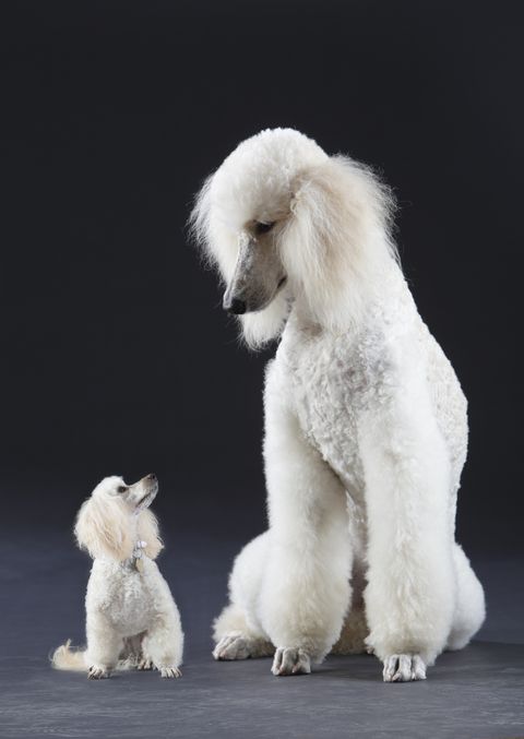 small and large white poodles looking at each other against a black background