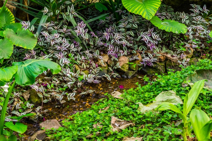 small brook with streaming water in a tropical garden, nature background