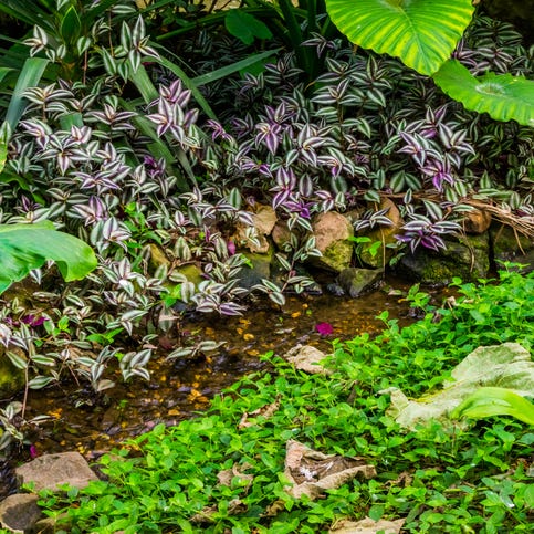 small brook with streaming water in a tropical garden, nature background small brook with streaming water in a tropical garden, nature background