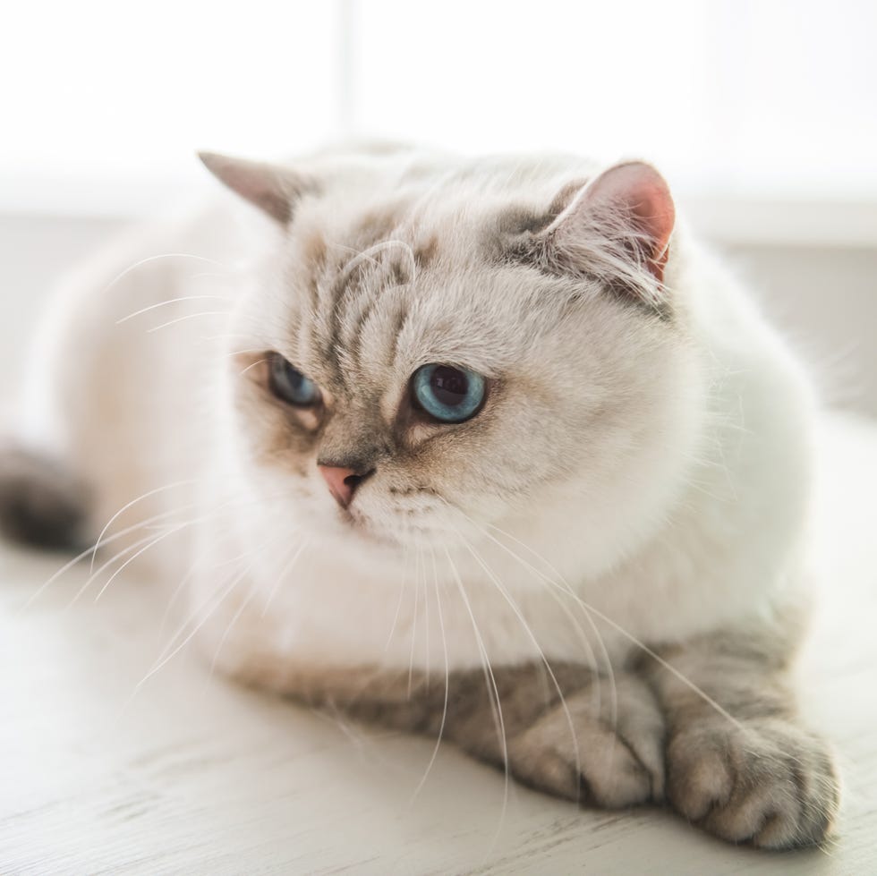 small cat breeds 