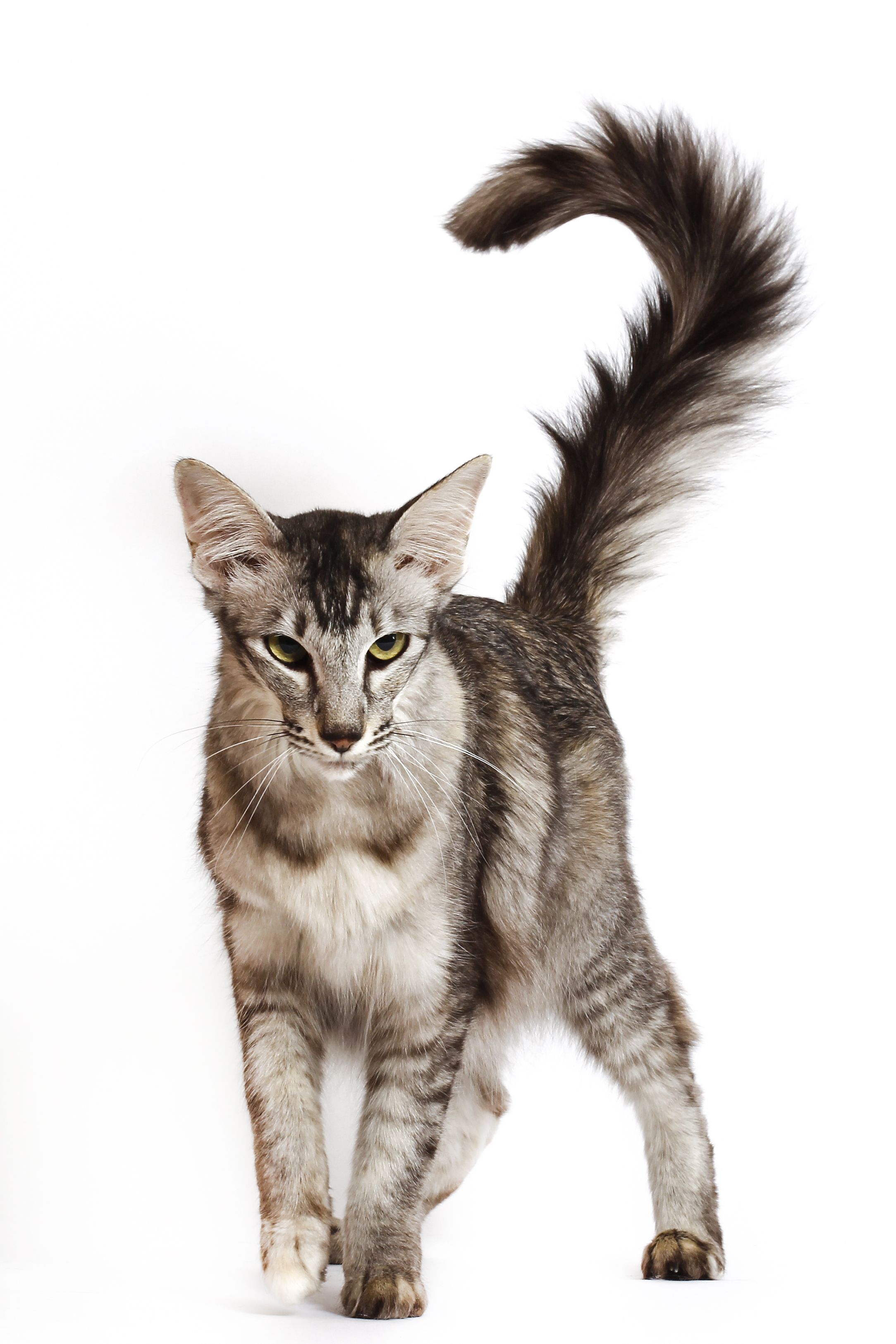 17 Small Cat Breeds: Cat Sizes and Personality Traits