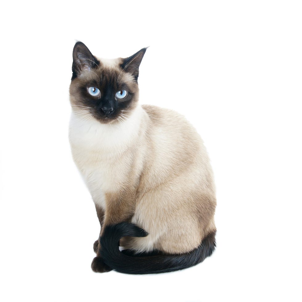 Pocket Pets: Small Cat Breeds That Fit Your Lifestyle - Siamese