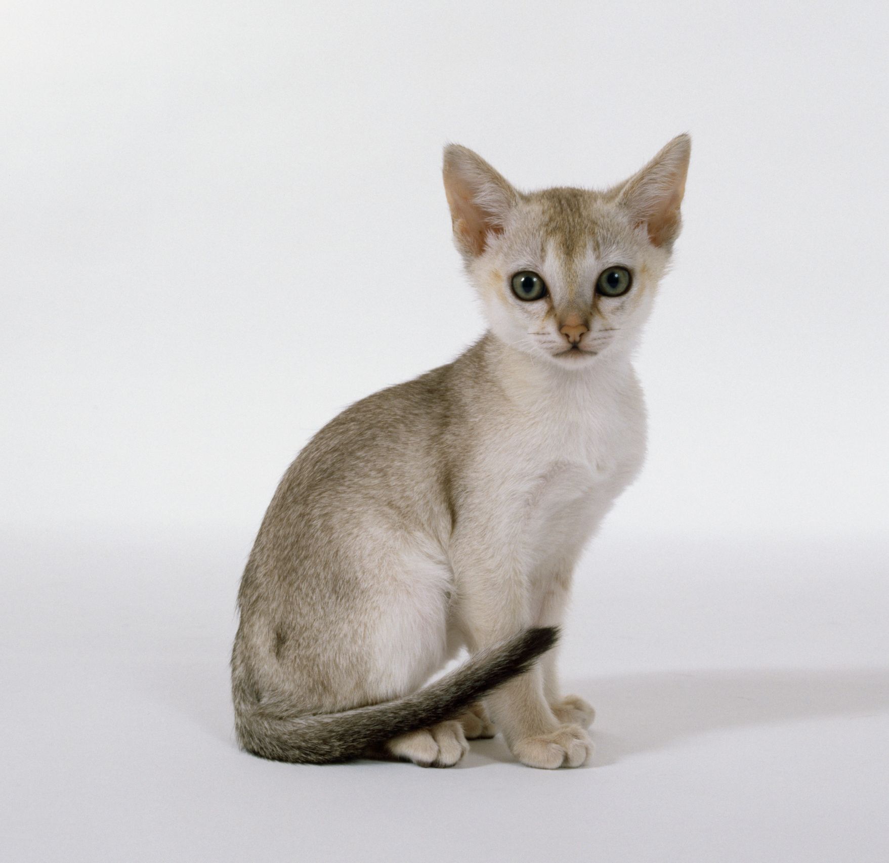 Smallest house hot sale cat breed