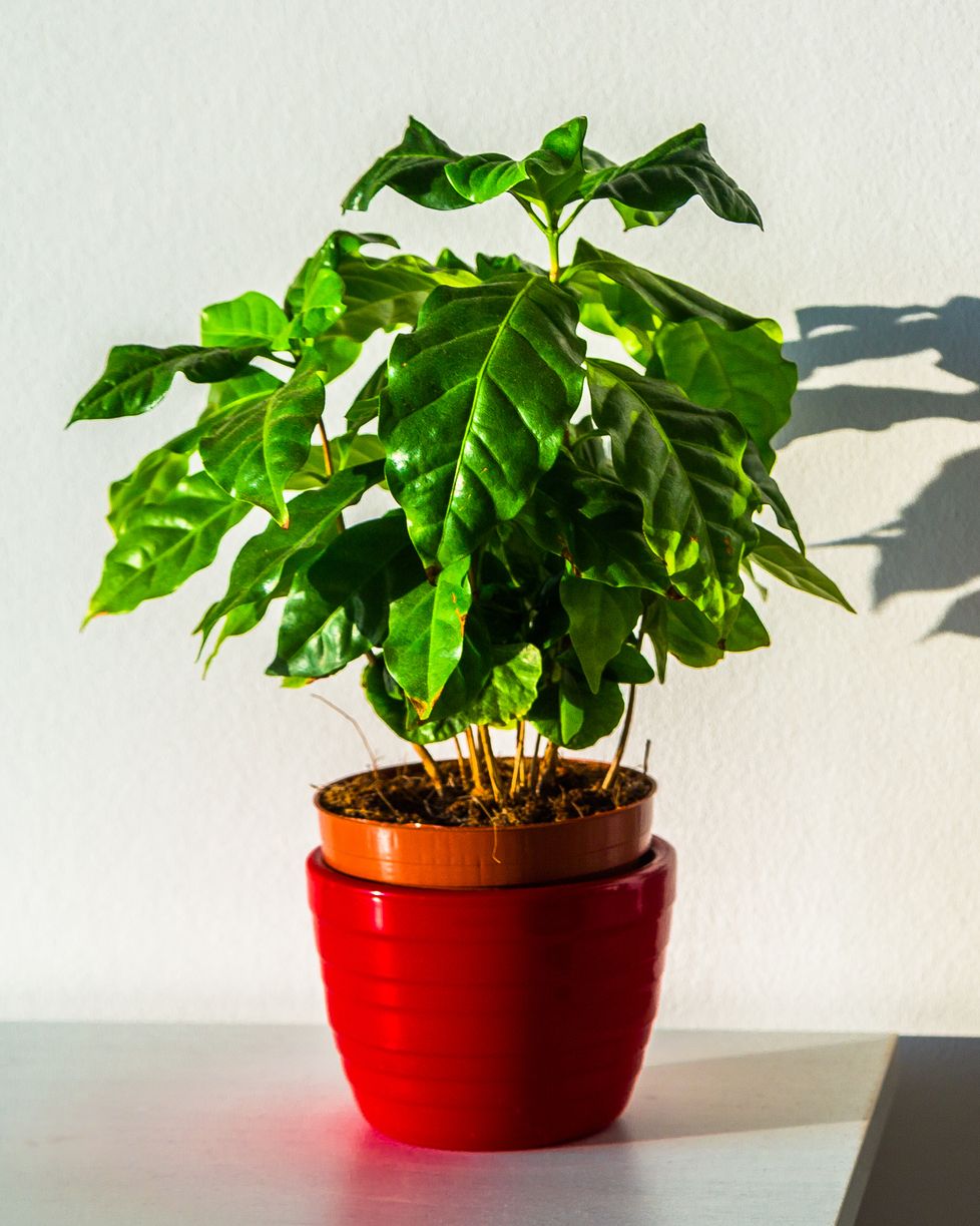 Small Coffee Plant in a Pot