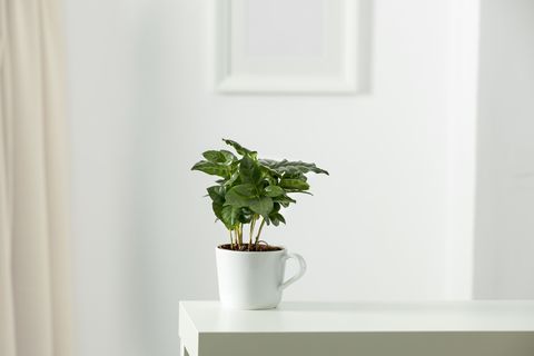 Small coffee plant in white flower pot with white wall background.