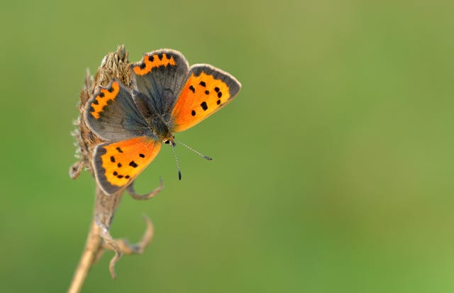 The Big Butterfly Count 2023: All You Need To Know