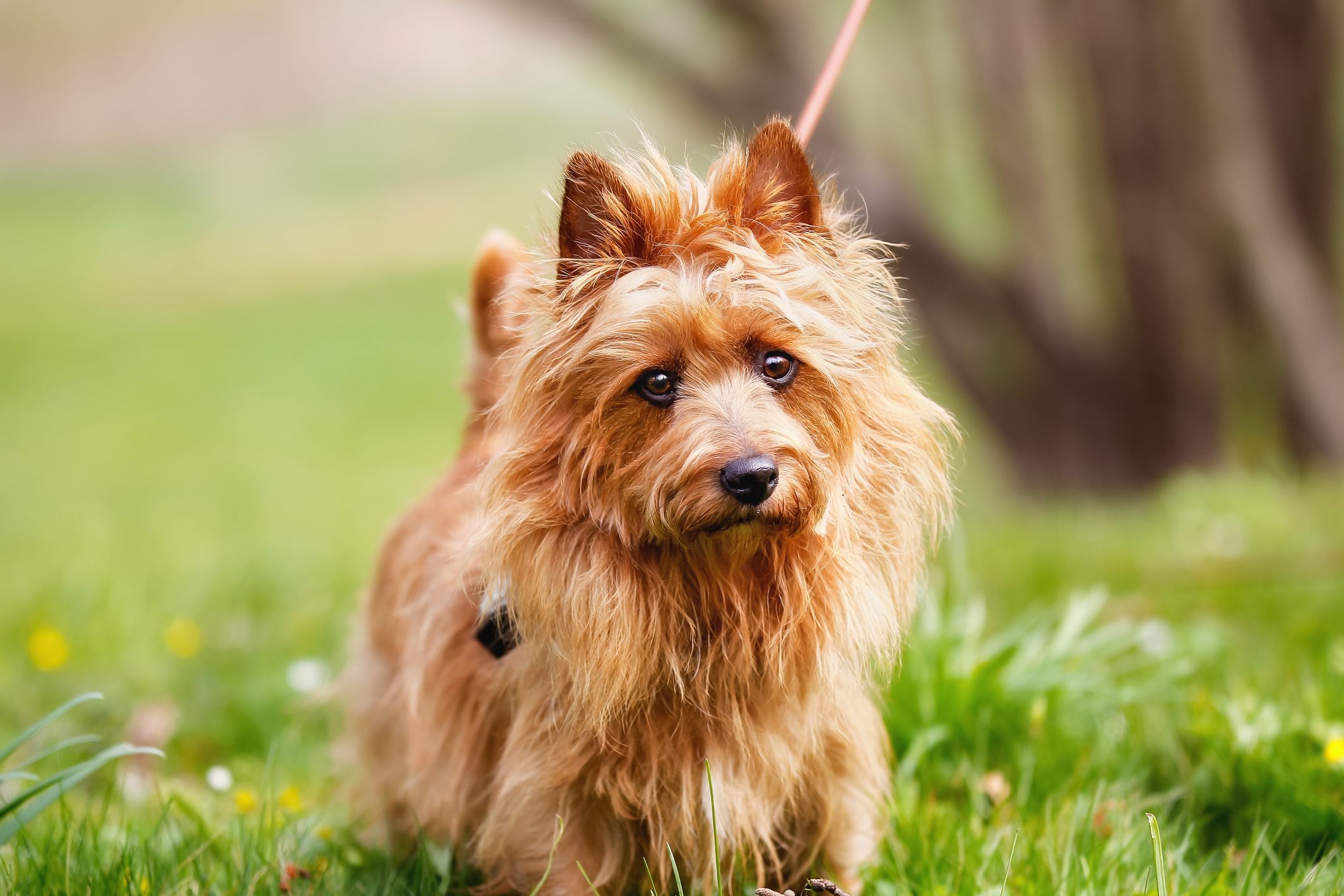 40 Best Small Dog Breeds To Take Home
