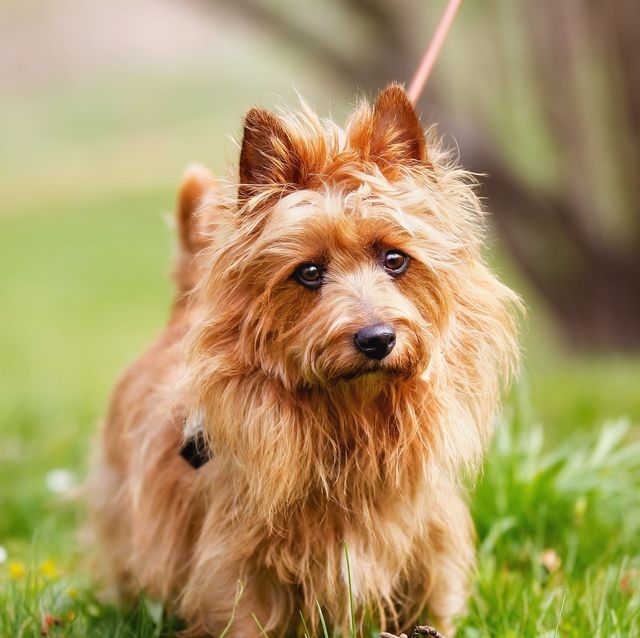 40 Best Small Dog Breeds to Take Home to Your Family