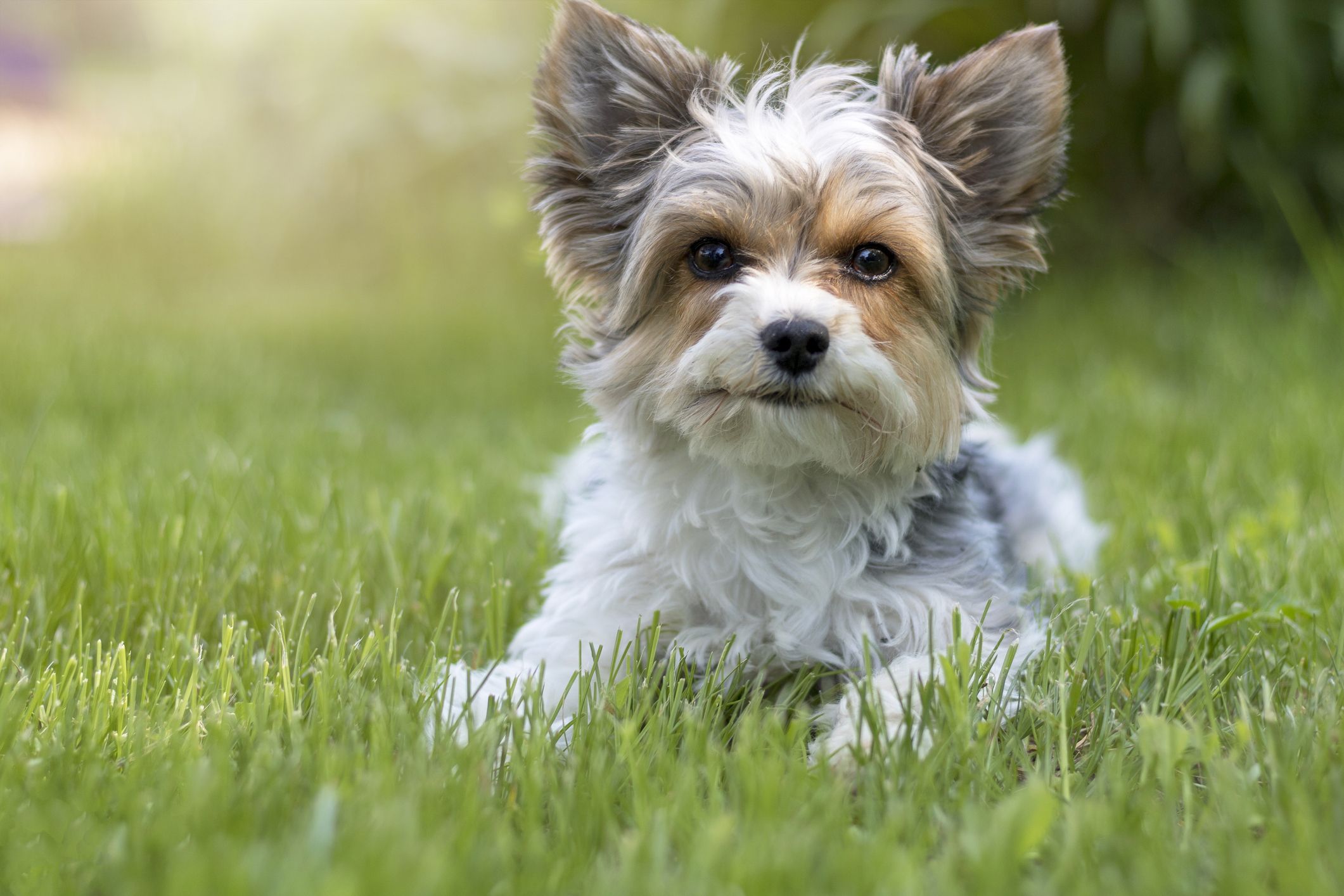 miniature terrier breeds