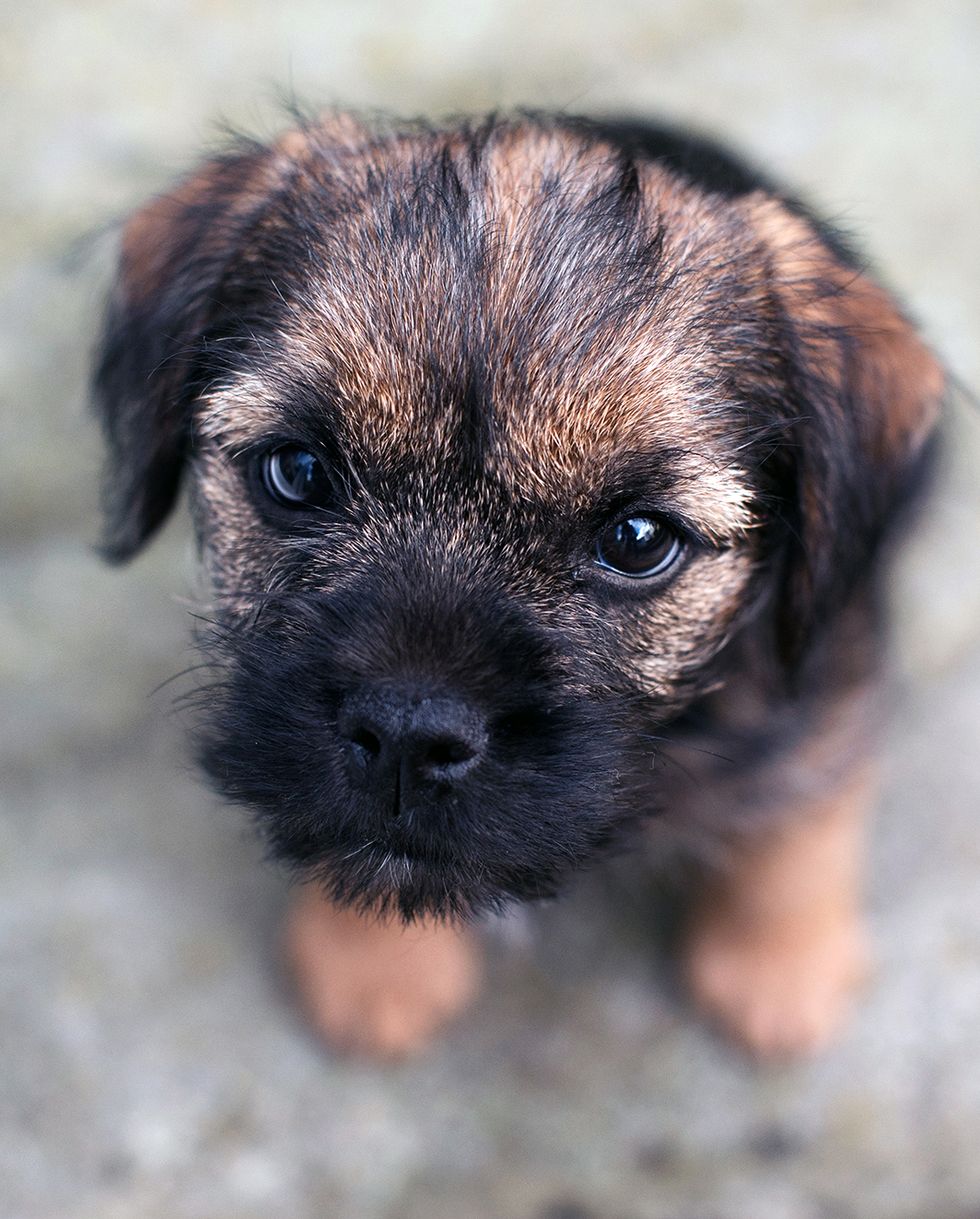 small dog breeds border terrier