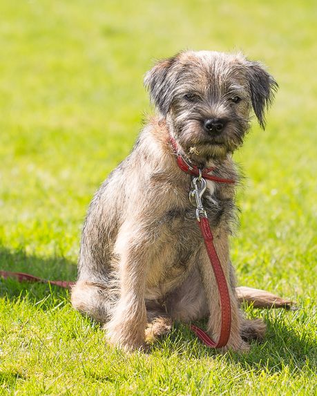 small dogs border terrier