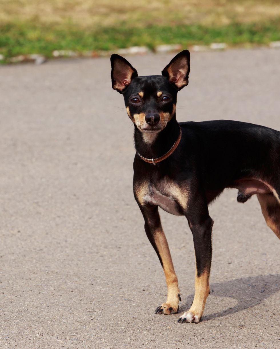 small dog breeds toy manchester terrier