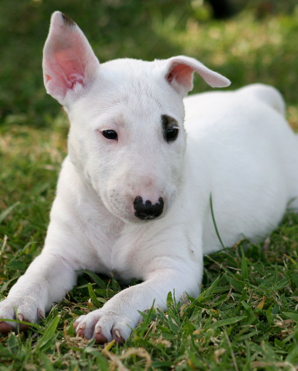 small dog breeds miniature bull terrier