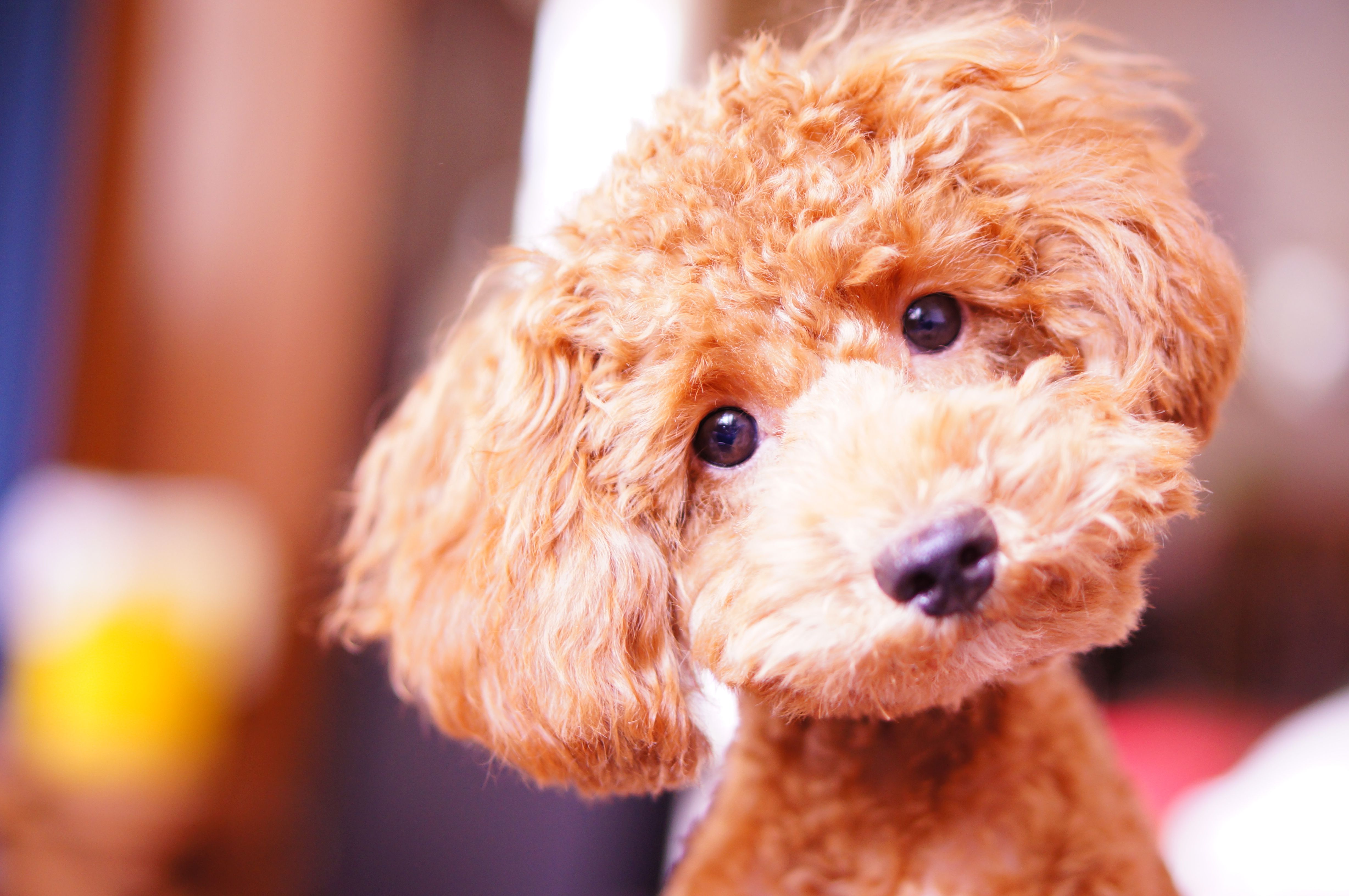 https://hips.hearstapps.com/hmg-prod/images/small-dog-breeds-miniature-poodle-1608225640.jpg