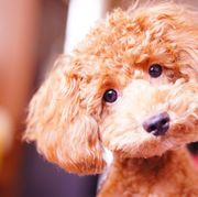 small dog breeds miniature poodle