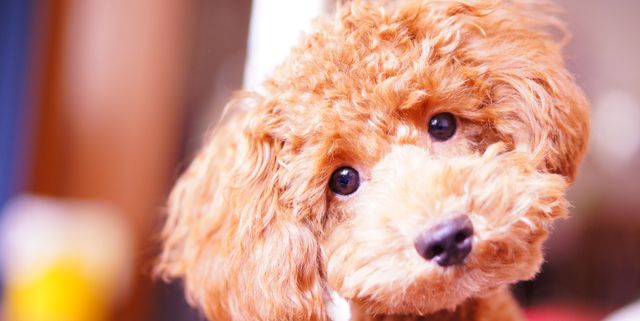 43 Best Small Dog Breeds Por Toy