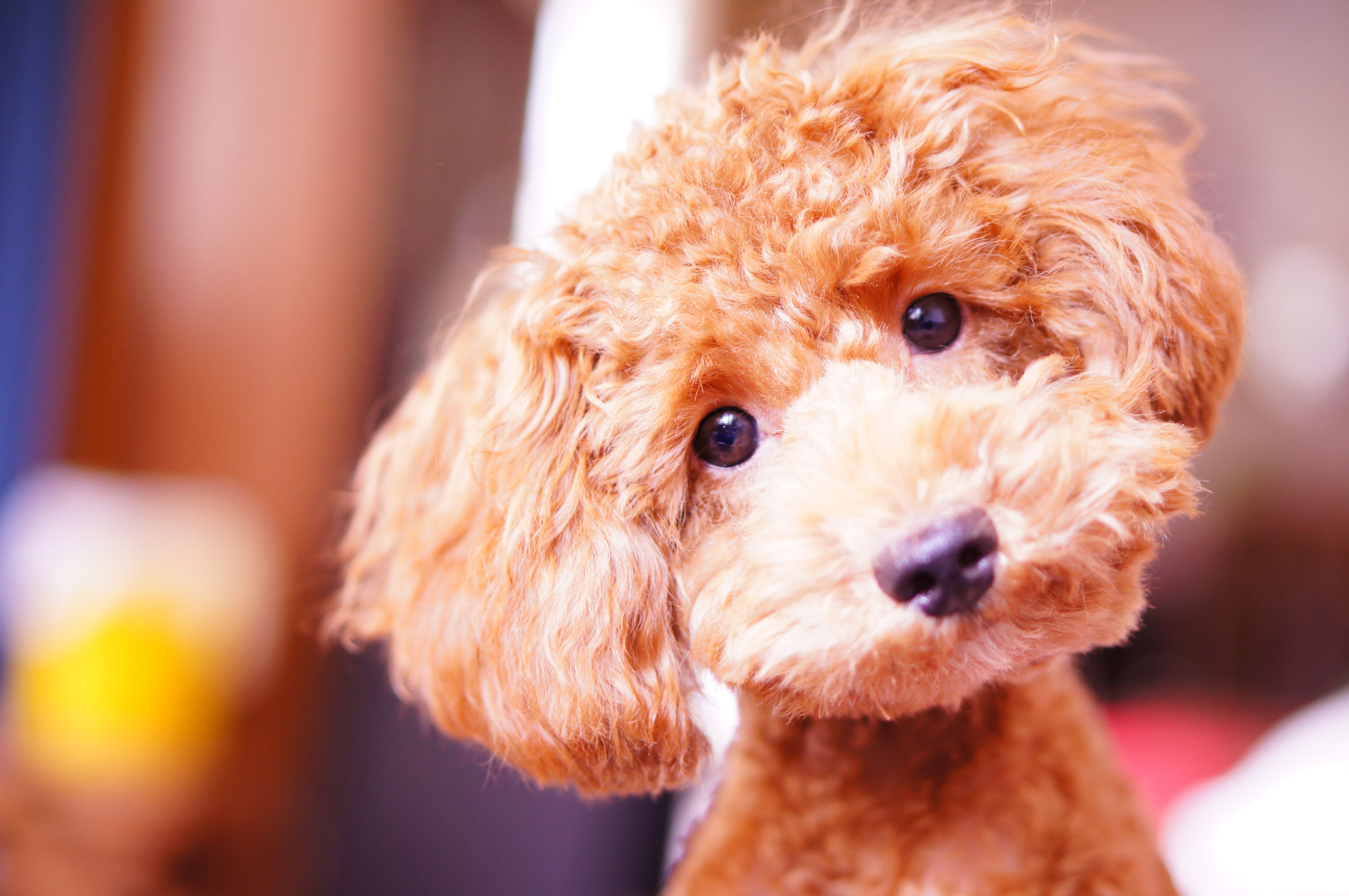 Toy Dogs: Cute and Cuddly -