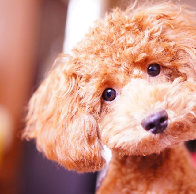 https://hips.hearstapps.com/hmg-prod/images/small-dog-breeds-miniature-poodle-1608229260.jpg?crop=0.670xw:1.00xh;0.252xw,0&resize=640:*