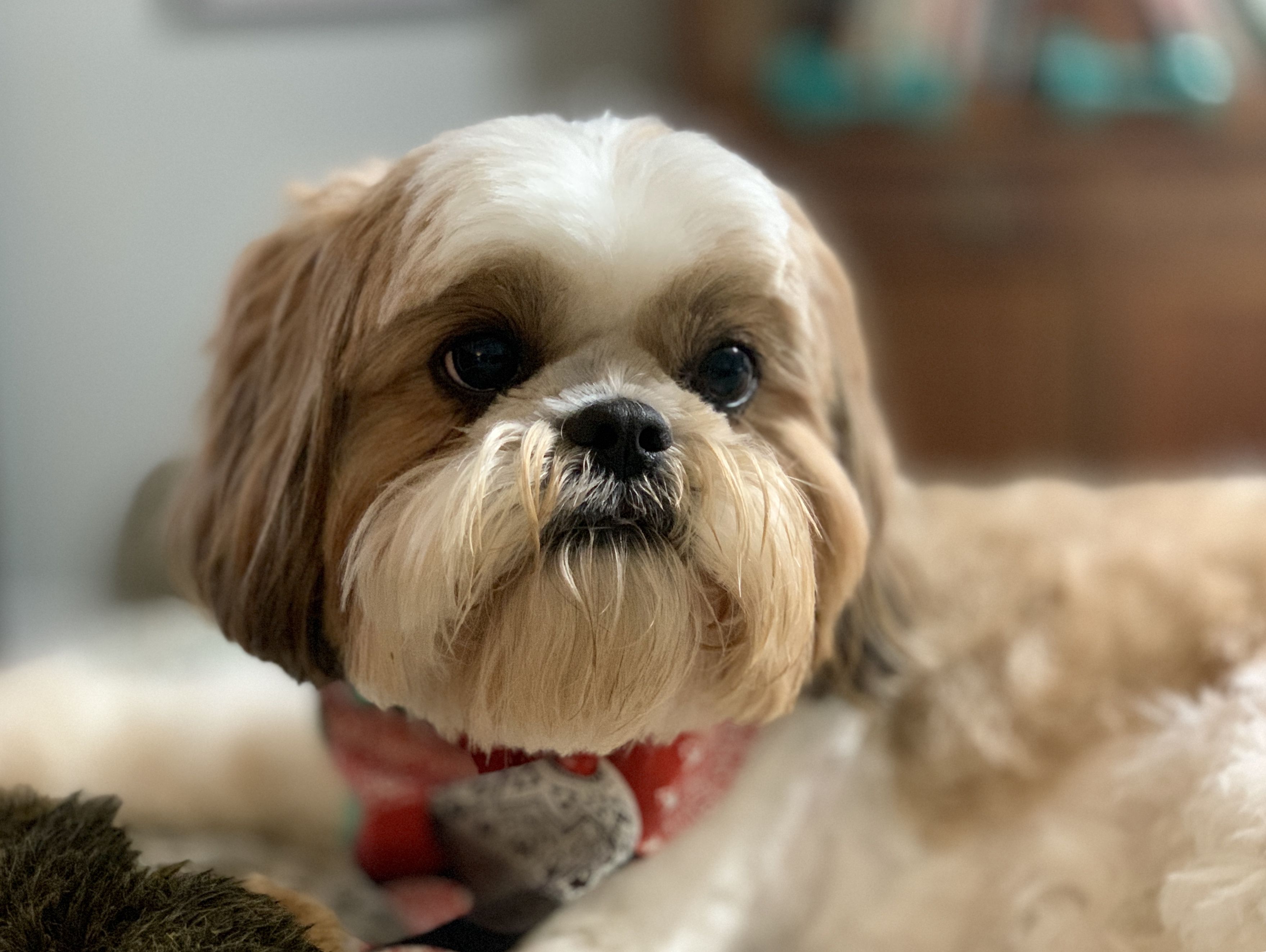 Toughest small shops dog