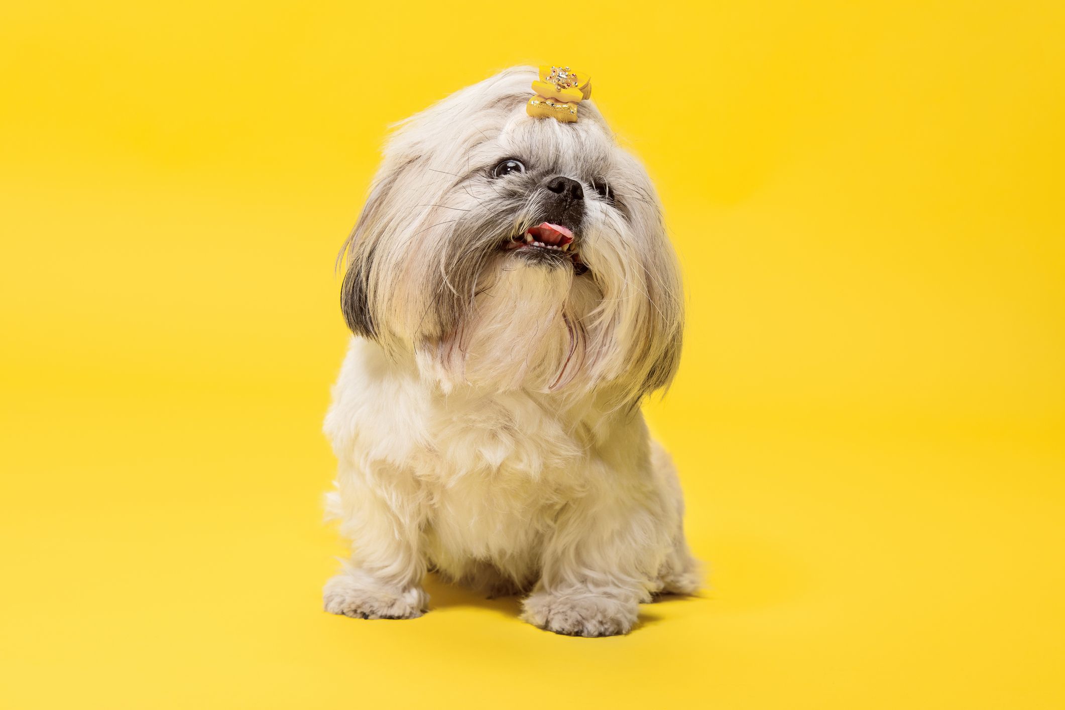 15 Small Dog Names — Best Names for Tiny Dogs