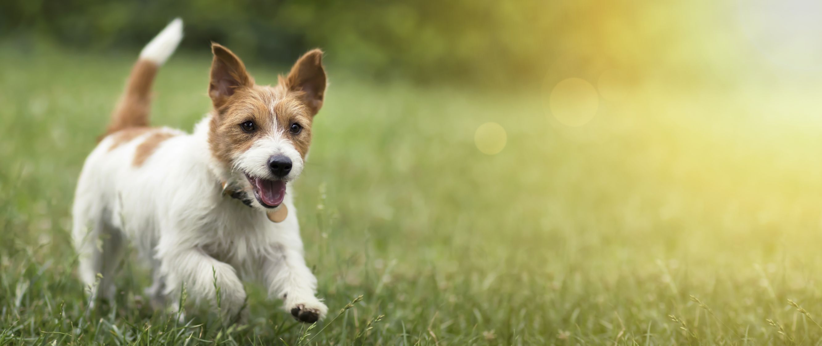 Cool names for small sales dogs