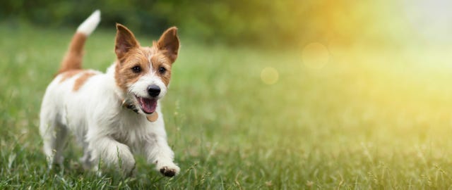 15 Small Dog Names — Best Names for Tiny Dogs