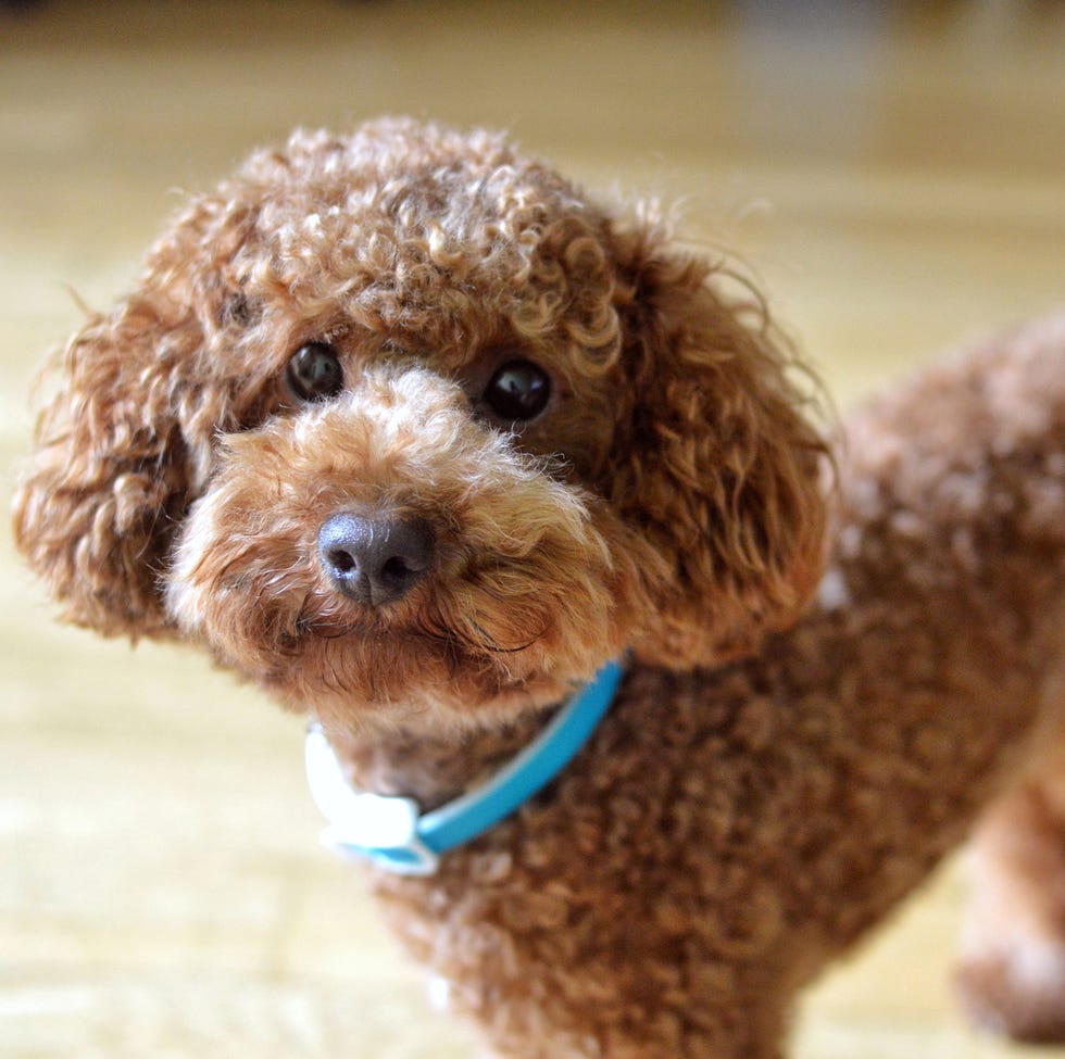 15 Small Dog Names Best Names for Tiny Dogs 15 Small Dog Names Best Names for Tiny Dogs