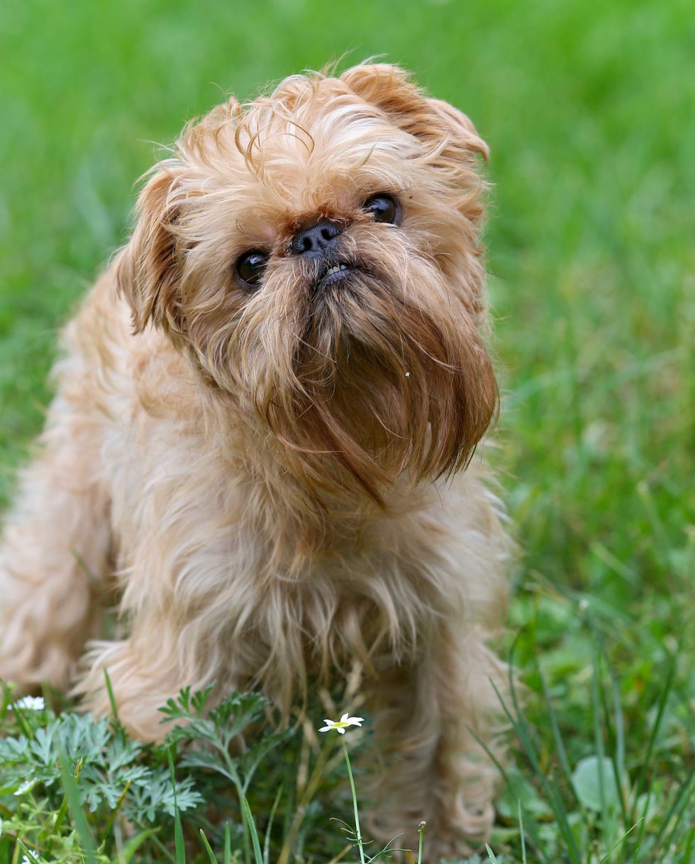 small dogs brussels griffon