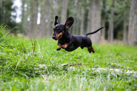 small-dogs-dachshund
