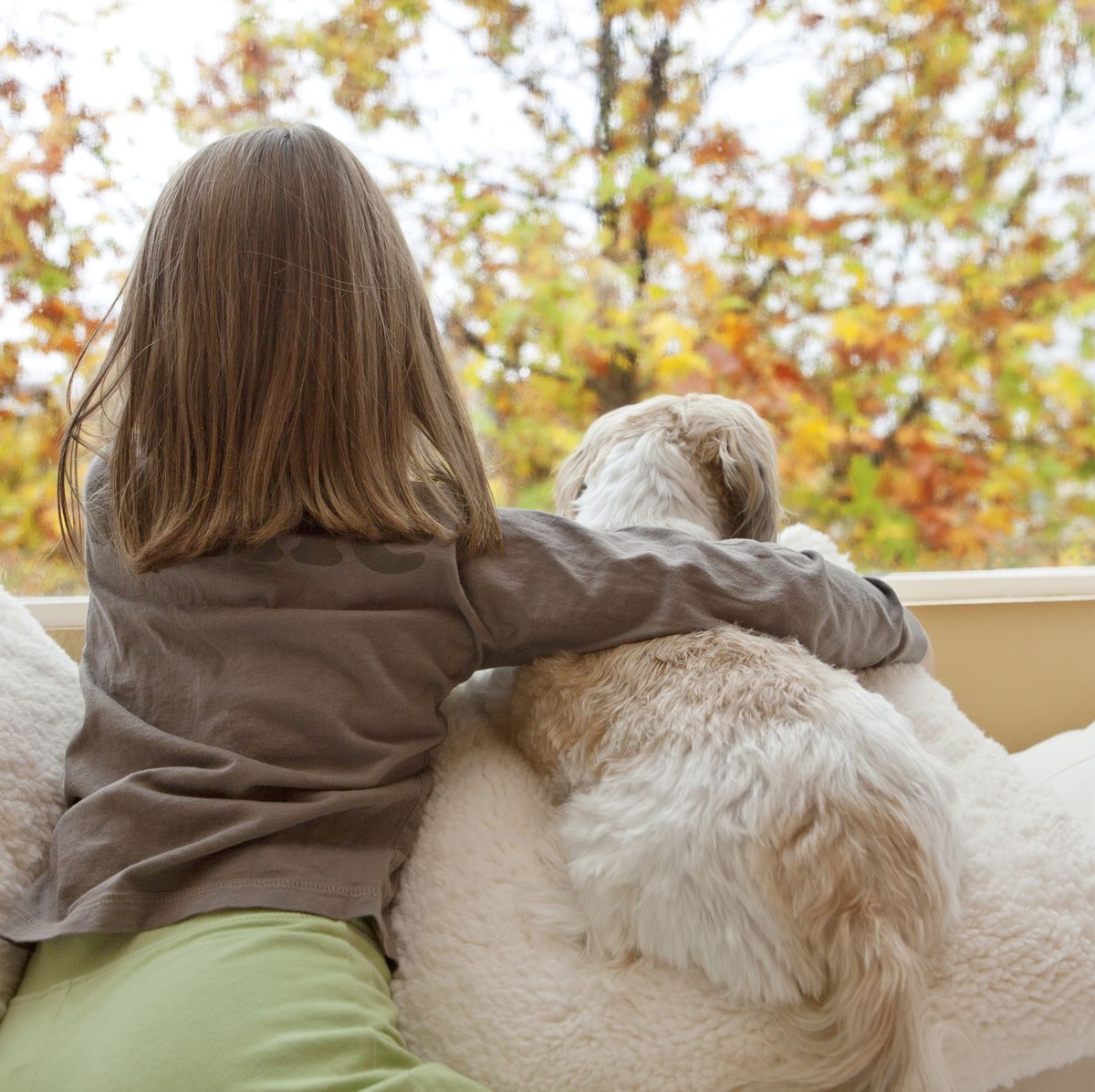 12 Small Dog Breeds Good With Kids: Shih Tzu, Maltese, and More