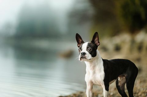 small dogs good with kids - boston terrier