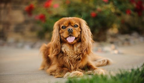 small dogs good with kids - cavalier king charles spaniel