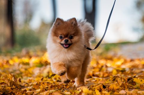 small dogs good with kids - pomeranian