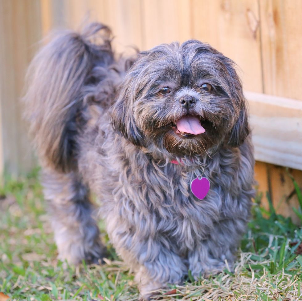 12 Small Dog Breeds Good With Kids