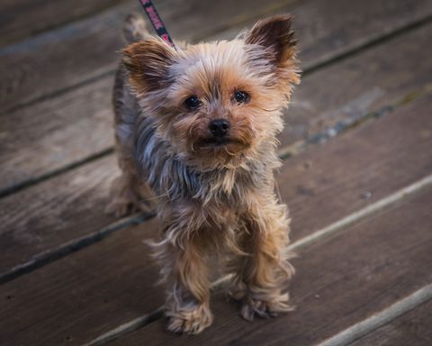 small dogs good with kids - yorkshire terrier