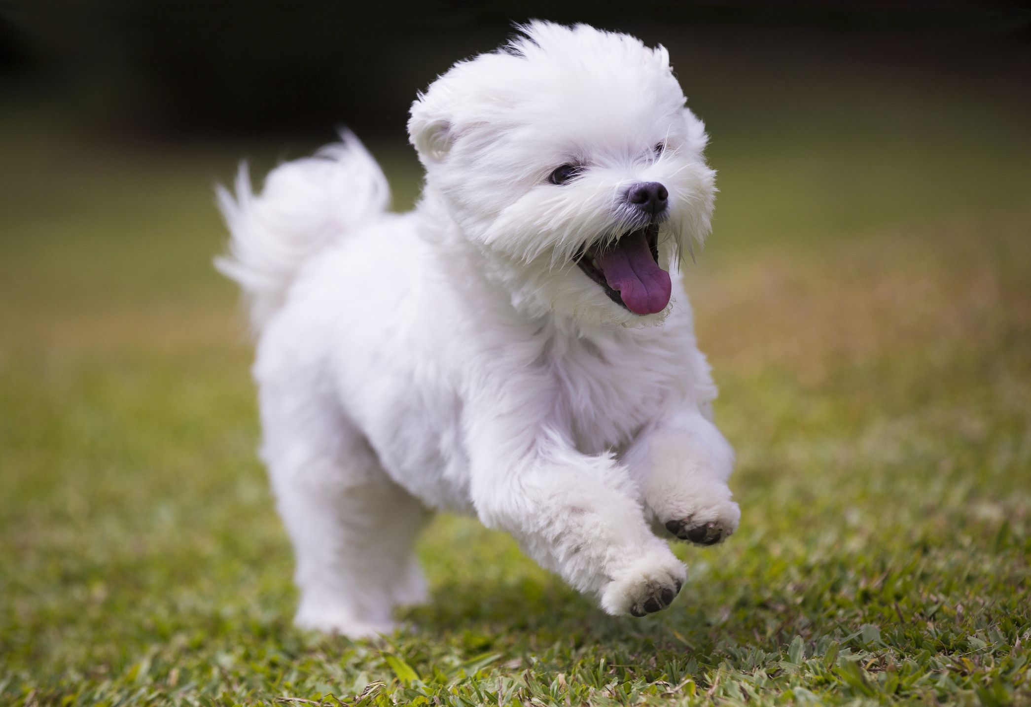 24 Fluffy Dog Breeds with Cloud-Like Coats (Including Pictures)