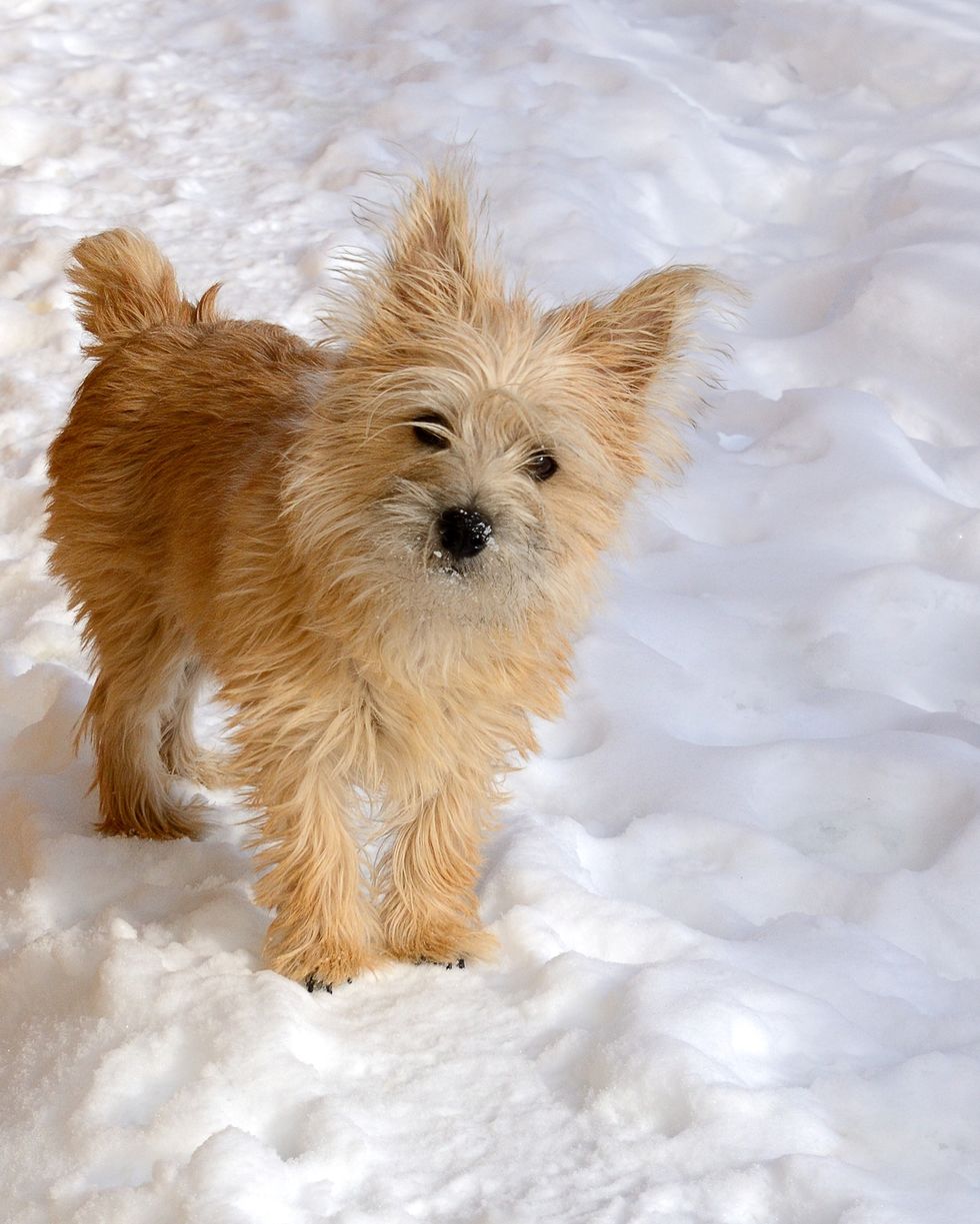 small dogs norwich terrier