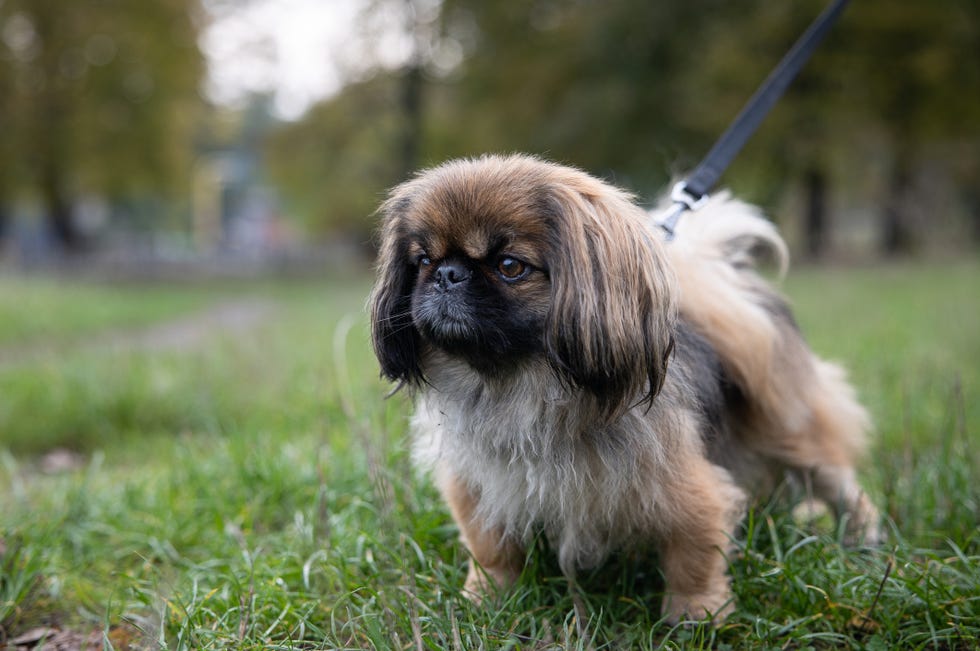 small dogs pekingese