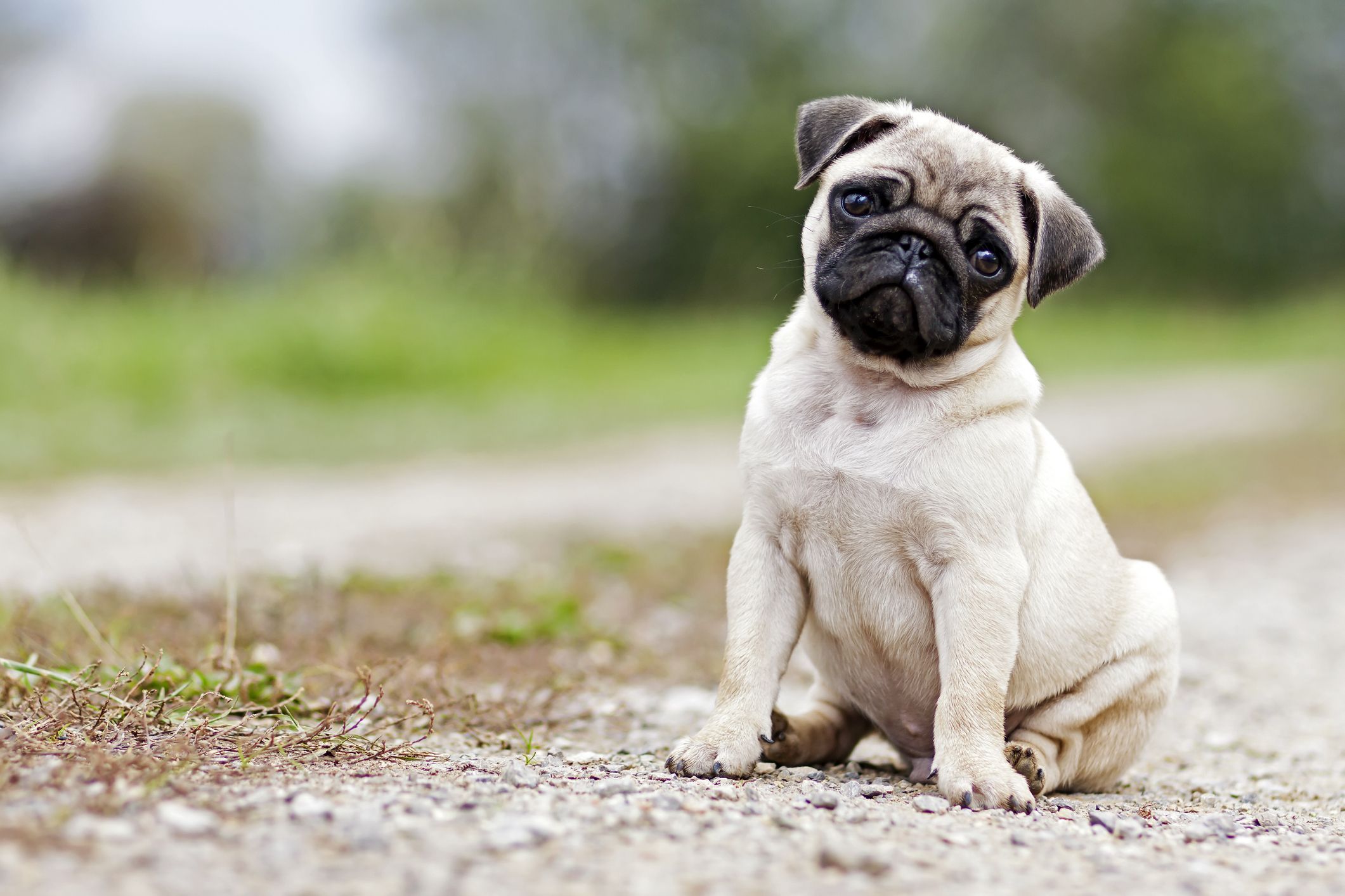 Small Dog Breeds That Stay Small Forever