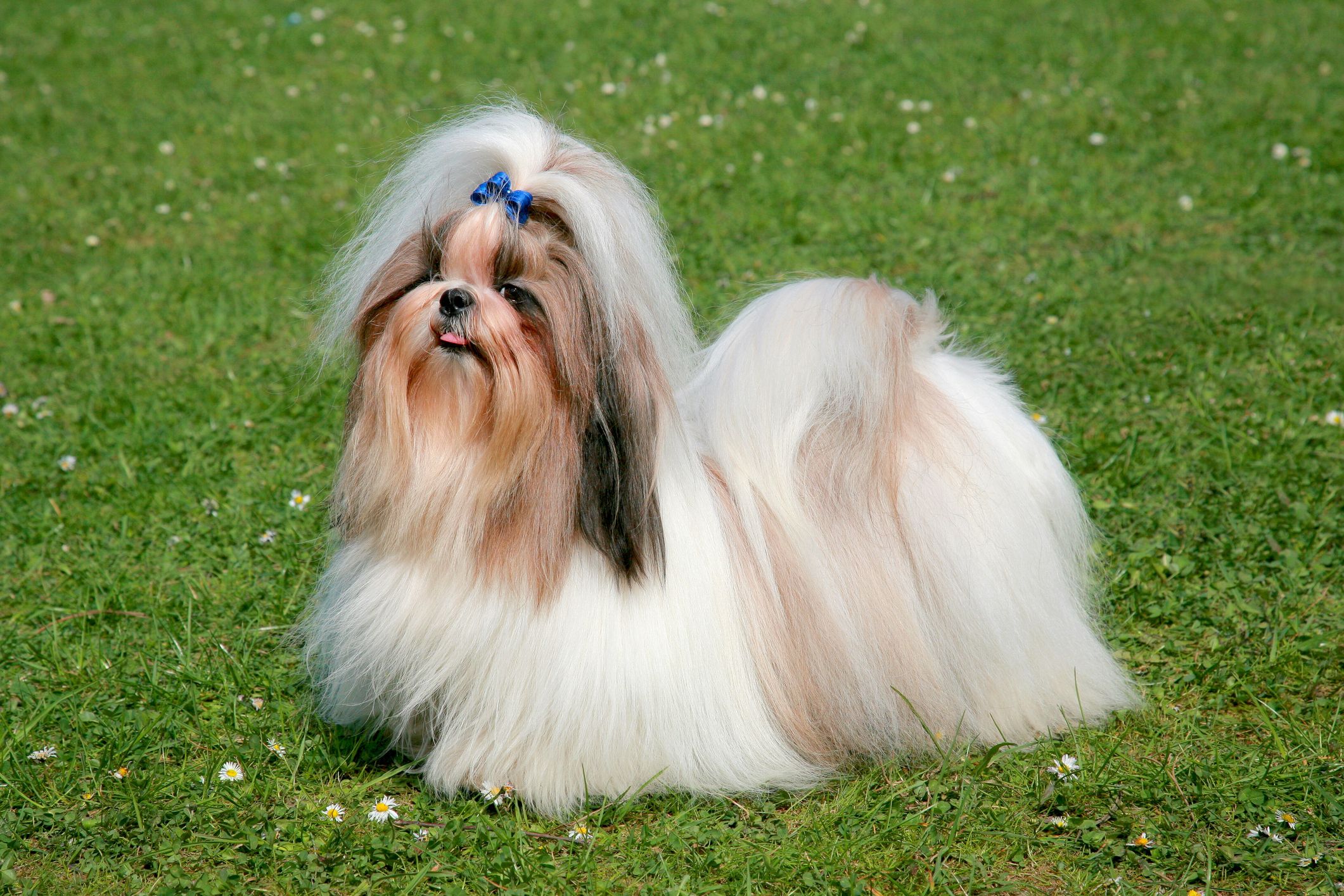 16 Best Dogs That Stay Small: Yorkie, Chihuahua, Maltese and More