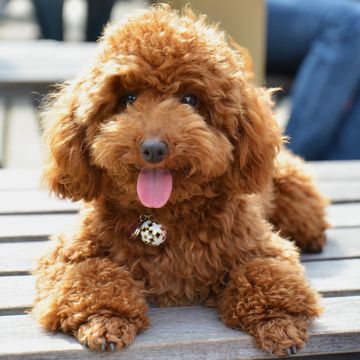 small dog breeds toy poodle
