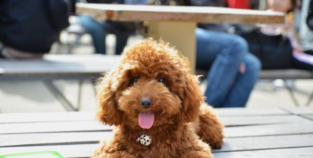https://hips.hearstapps.com/hmg-prod/images/small-dogs-toy-poodle-1563780396.jpg?crop=1.00xw:0.763xh;0,0.191xh&resize=640:*